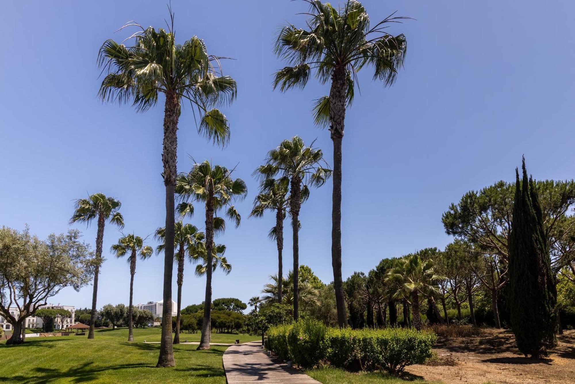 เดอะ เลค รีสอร์ต Hotel วิลาโมรา ภายนอก รูปภาพ Palm trees in the park